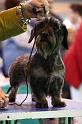 Crufts2011_2 1596